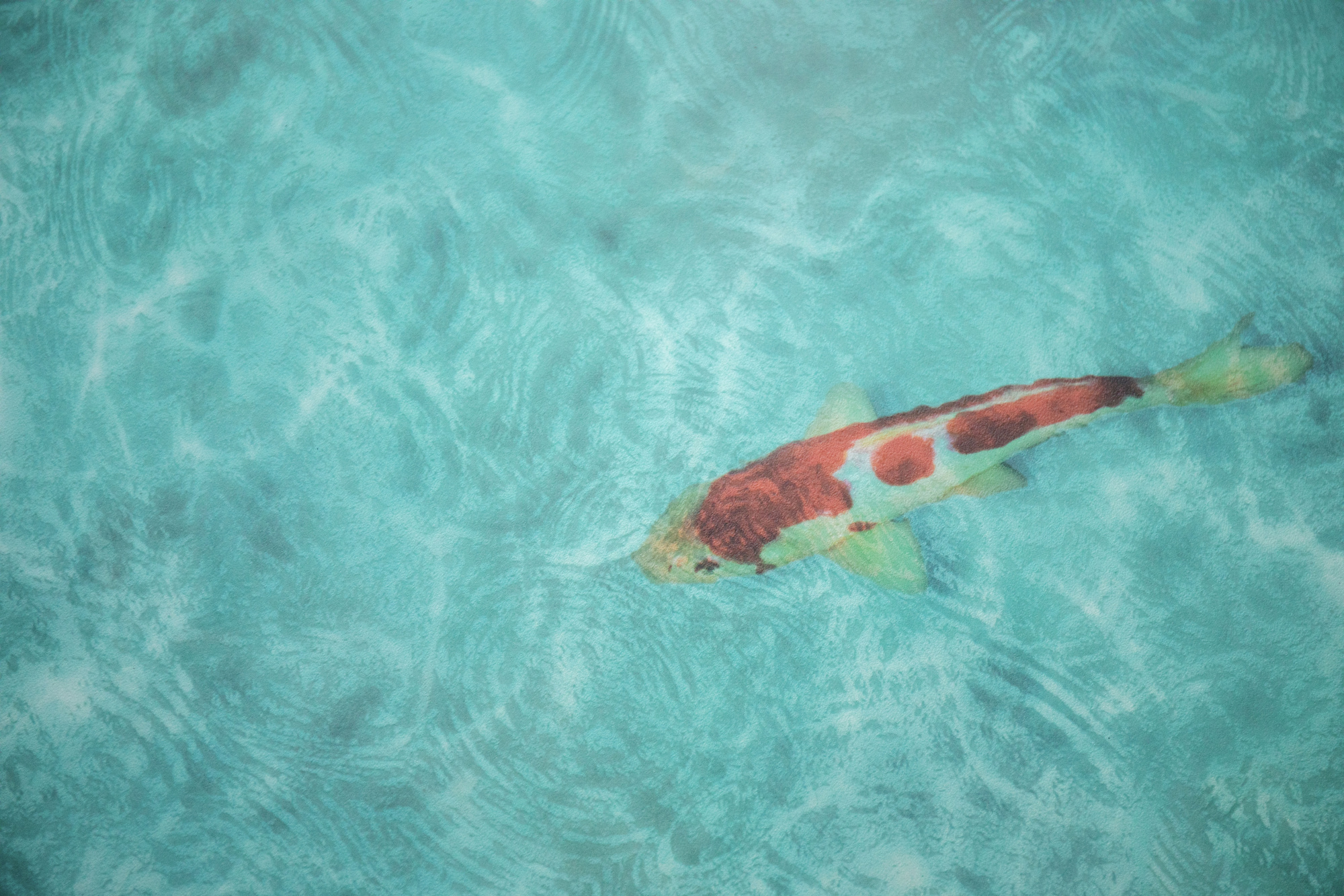 Revêtement Sol Vinyle Textile – Relief 3D – Imprimé poisson Koï japonais en vue rapprochée, motif très haute définition