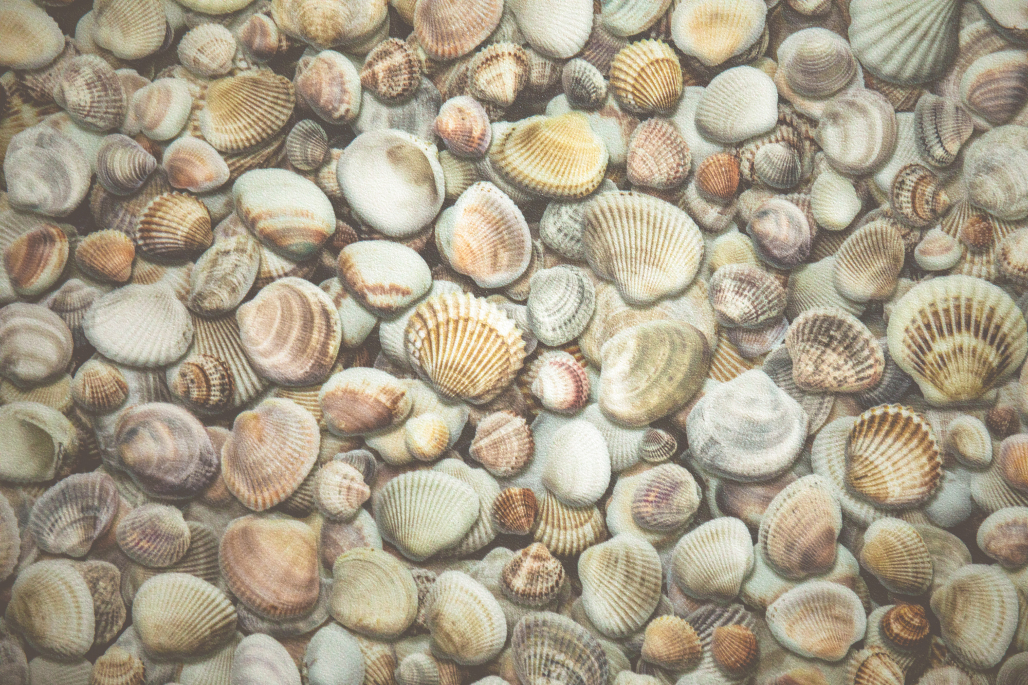 Sol Vinyle Textile – Relief 3D – Imprimé Coquillages, rendu hyper réaliste de coquillages aux teintes naturelles