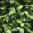 Mur végétal artificiel - feuilles de gardénia - gros plan