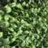 Mur végétal artificiel - feuilles de gardénia - vue de près
