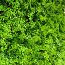 Aspect très réaliste des feuilles de fougère du mur végétal Fougère 1x1 m