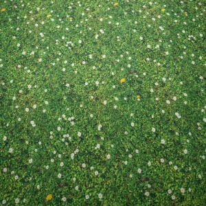 Moquette Stand imprimée Prairie au motif herbe fleurie