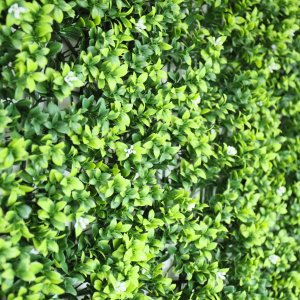 Texture dense très réaliste du mur végétal Jasmin blanc vue en perspective