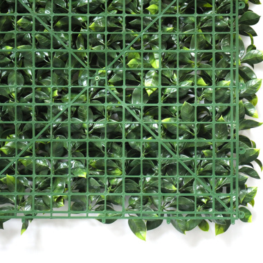 Structure arrière du mur végétal feuilles de Gardénia 1m x 1m pour accrochage