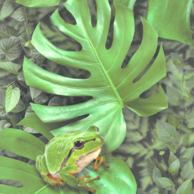 Tapis sur mesure Vinyle Textile - Relief 3D - Imprimé Faune et flore tropicale - gros plan