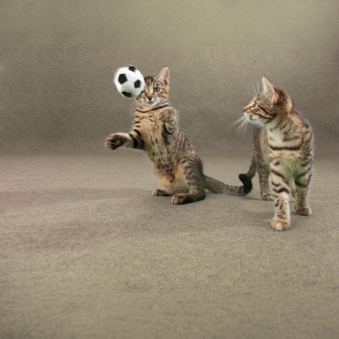 Moquette beige sable avec chats, illustration d’un revêtement doux et résistant