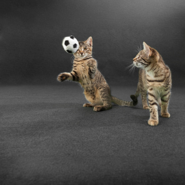 Moquette d'extérieur drainant sur plots - Terrasse, Balcon ou piscine - Gris anthracite