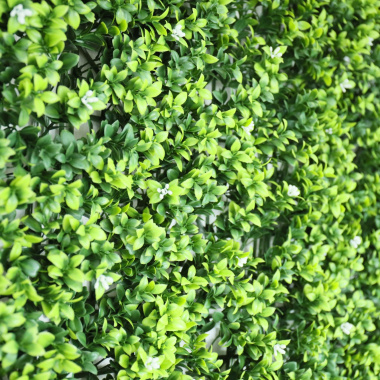 Texture dense très réaliste du mur végétal Jasmin blanc vue en perspective